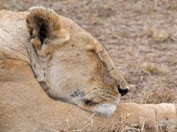 Western_Corridor2009-109